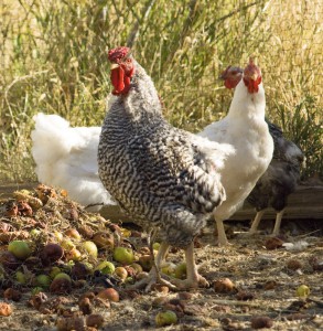 Heirloom chickens at Clear Creek History Park