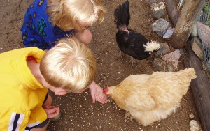 kids feeding chickens