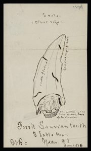 drawing of Tyrannosaurus rex tooth