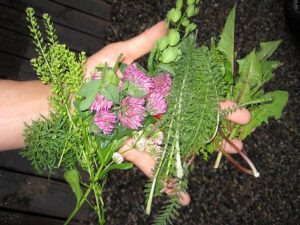 Edible Wild Plants