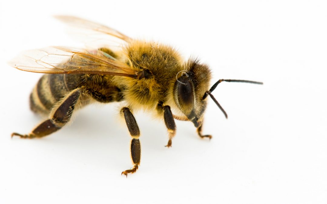 Repopulating the bee hives