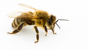 honeybee on a white background