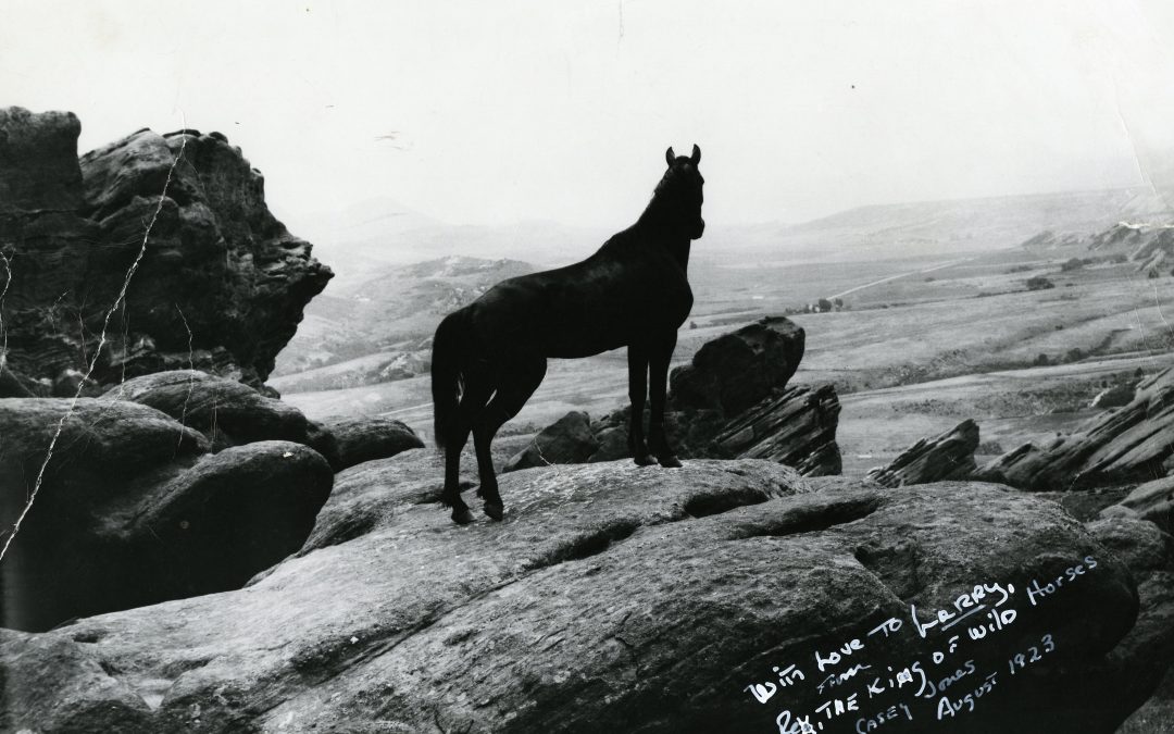 Rex the Wonder Horse