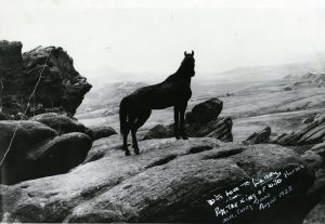 Rex, King of the Wild Horses