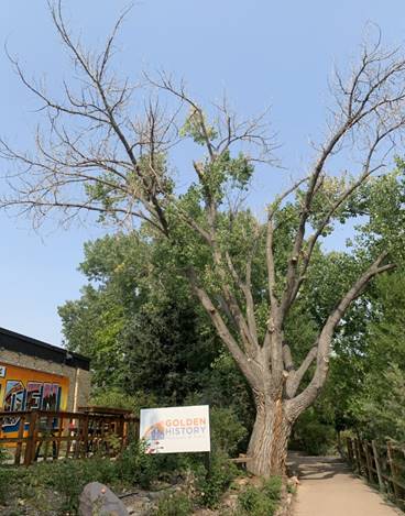 Museum Patio Enhancement and Creek Trail Widening