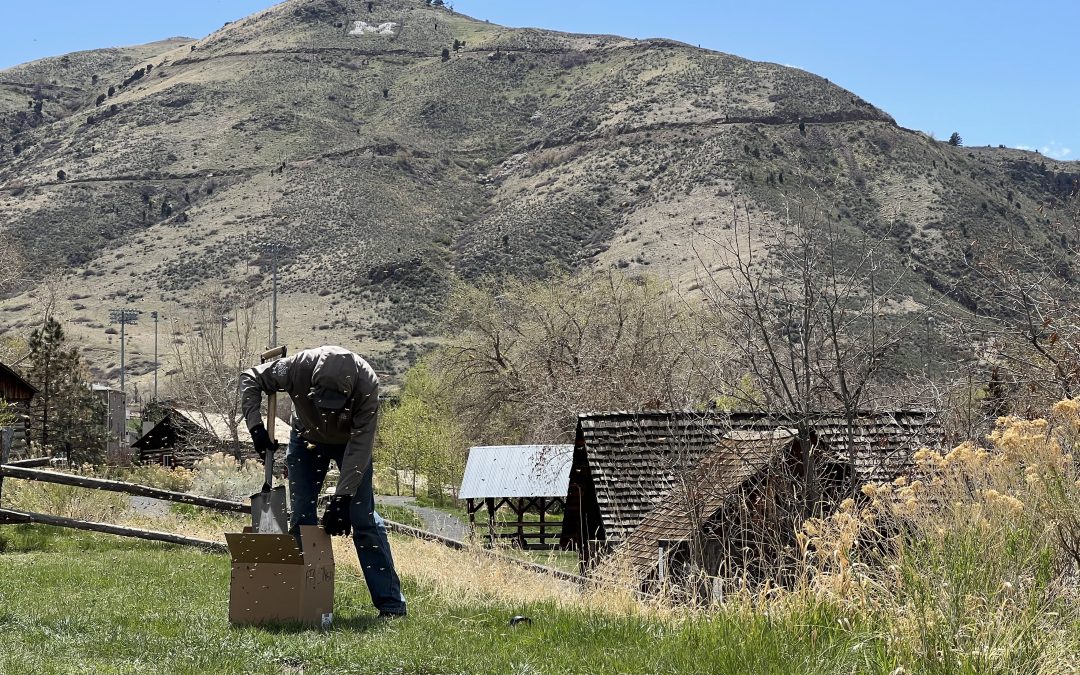 What happens when you get a swarm of honeybees near your hive at the Golden History Park?