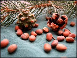 photograph of pine seeds