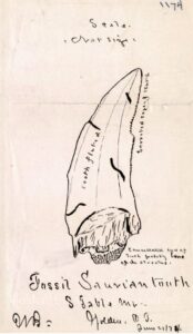 line drawing of Tyrannosaurus rex fossil