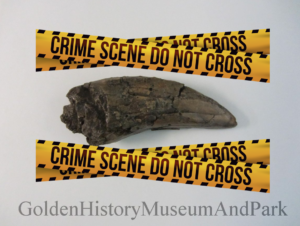 crime scene tape and dinosaur tooth